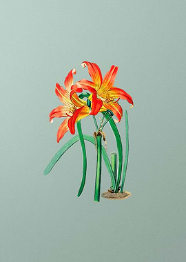 Meadow Habranthus Flower