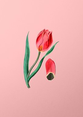 Suns Eye Tulip on Pink