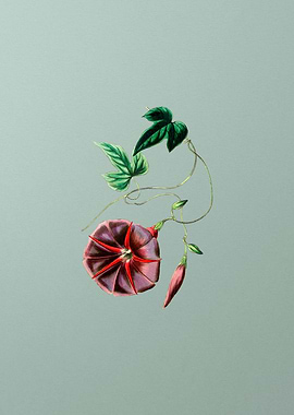 Male Jalap Flower on Mint