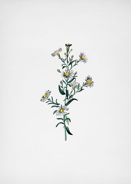 Glaucous Aster Flower