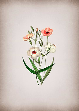 Dark Eyed Viscaria Flower