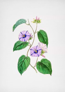 Hoary Jacquemontia Flower