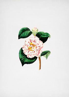Invincible Camellia Flower