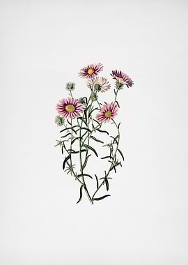 Hoary Diplopappus Flower