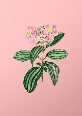 Starry Osbeckia Flower