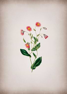 Captain Mangles Rhodanthe