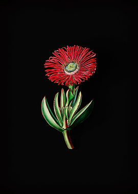 Red Edged Fig Marigold