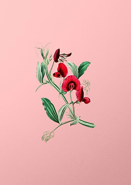 Tangier Pea Flower on Pink