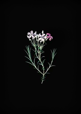 Shewy Phlox Flower Branch