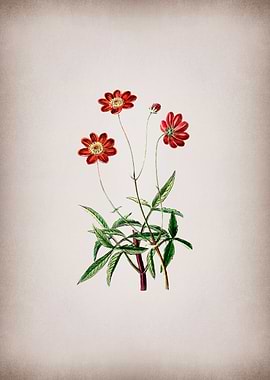 Cosmos Flower Branch