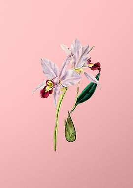 Two Edged Laelia on Pink