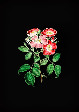 Rose Clare Flower on Black