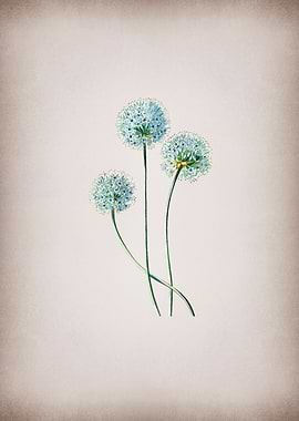 Blue Leek Flower Branch