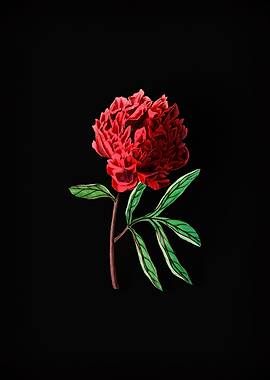 Chinese Peony on Black