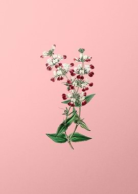 Two Color Collinsia Flower