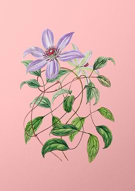 Violet Clematis Flower