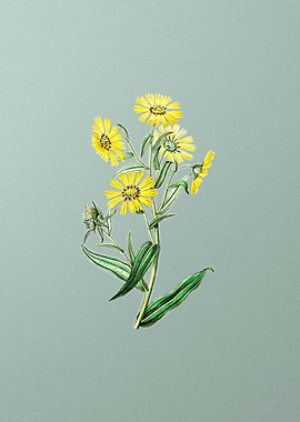 Madia Flower on Mint