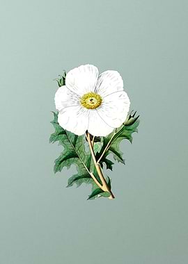 Mexican Poppy Flower