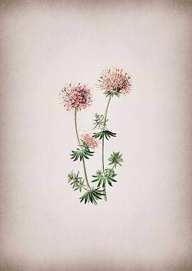 Crucianella Flower Branch