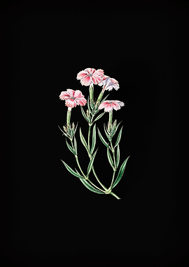 Vintage Tree Pink on Black