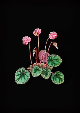 Shore Cyclamen Flower