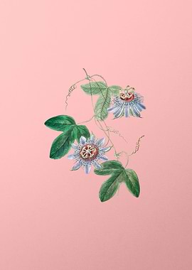 Passion Flower on Pink