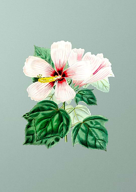 Marsh Hibiscus on Mint