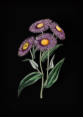 Shewy Stenactis on Black