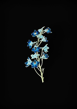 Shewy Delphinium Flower