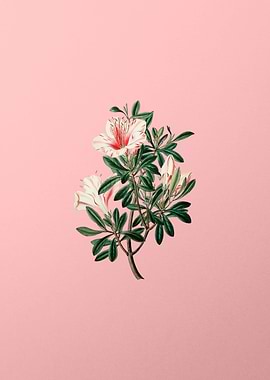 Variegated Chinese Azalea