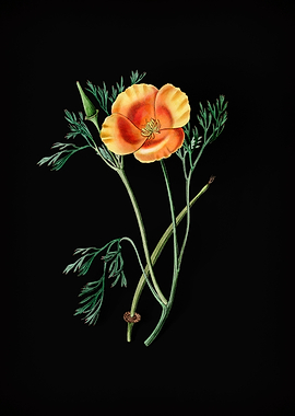 Saffron Color Eschscholzia