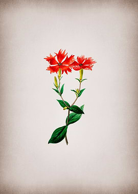 Bunges Lychnis Flower