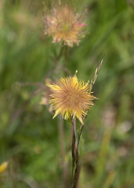 wildflower in the mountain