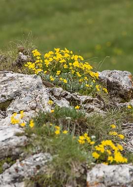 wildflower in the mountain
