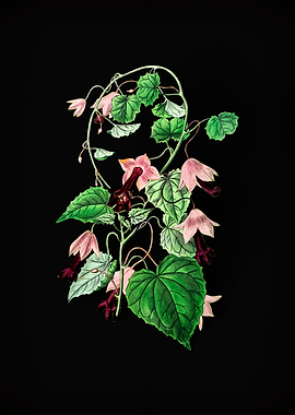 Twinning Red Cloak Flower