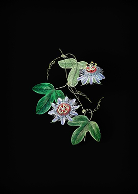 Vintage Passion Flower