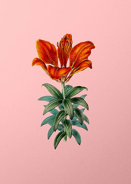 Blood Red Lily Flower