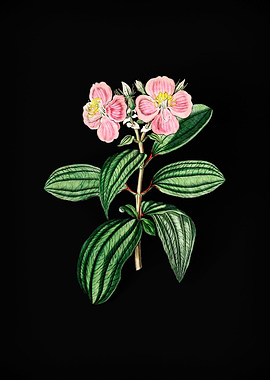 Starry Osbeckia Flower