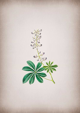 Half Shrubby Lupine Flower