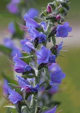 wildflower in the mountain