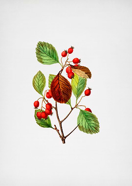 Plum Leaved Thorn Flower