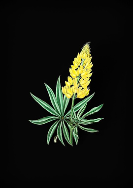 Yellow Perennial Lupine