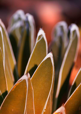 succulent plant