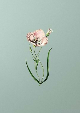 Satiny Calochortus Flower