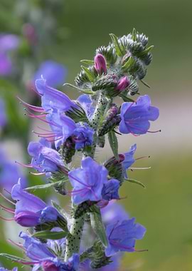 wildflower in the mountain