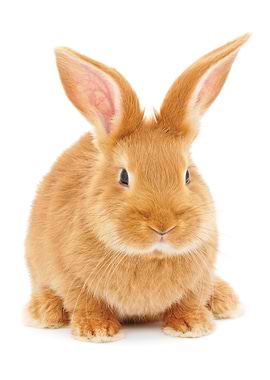 Rabbit
