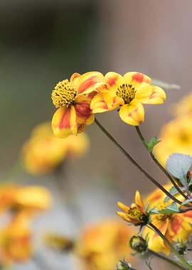wildflower in the mountain