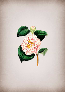 Grays Invincible Camellia