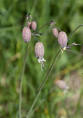 wildflower in the mountain