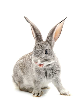 Rabbit